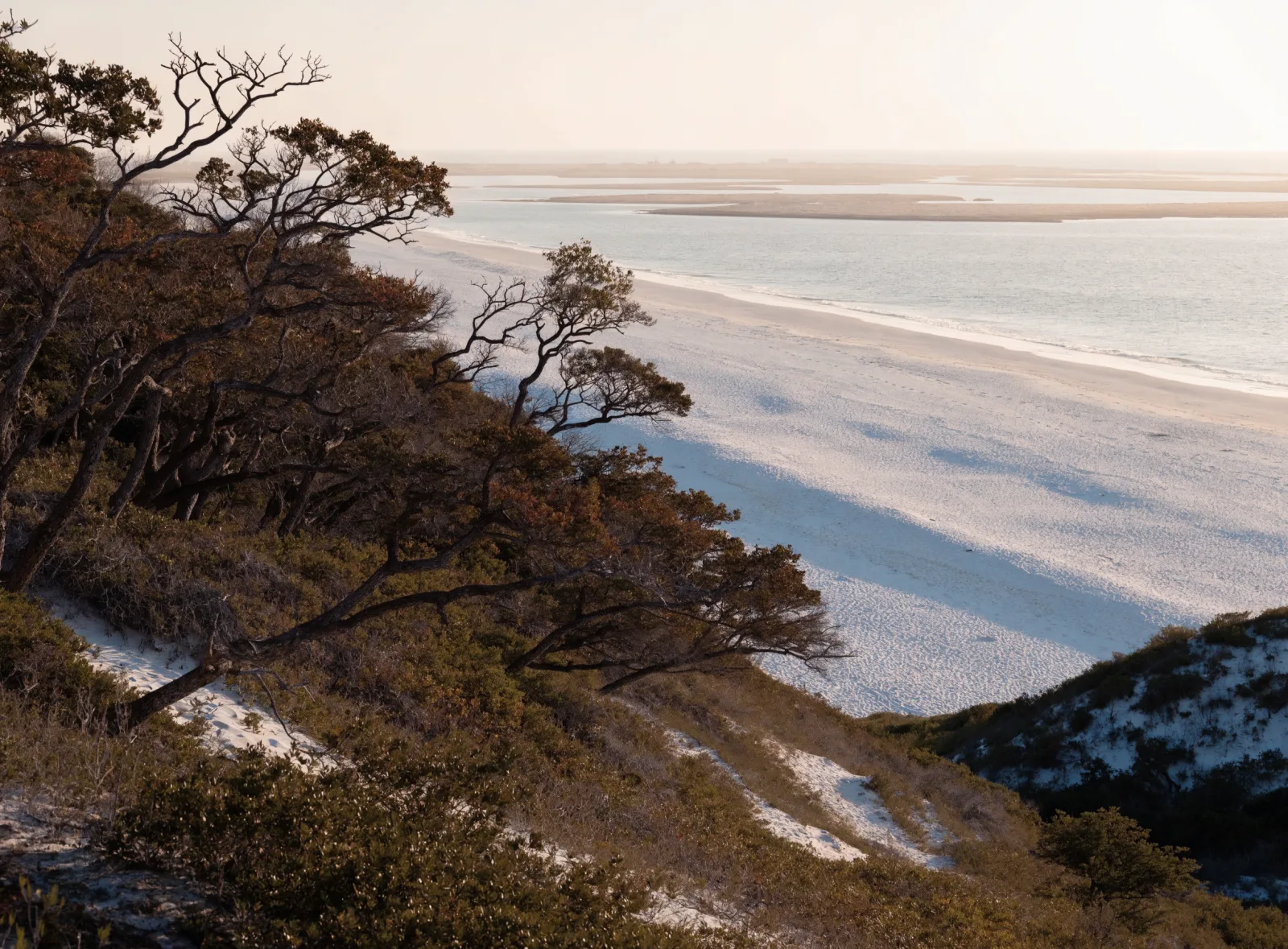 View from a high vegetated dune over scrub oaks down to a quiet gulf beach